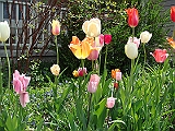 52 Nancy's Garden [2009 May 10]